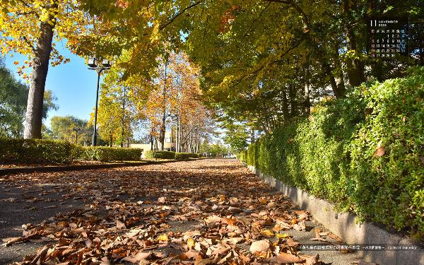 右上に令和5年11月のカレンダー、木々が色づく中、落ち葉の絨毯が広がる水沢図書館への道を撮影した11月の壁紙カレンダーの写真