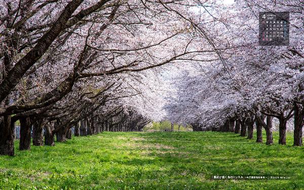 右上に令和6年4月のカレンダー、新緑の絨毯の上で咲き誇る桜並木を撮影した3月の壁紙カレンダーの写真