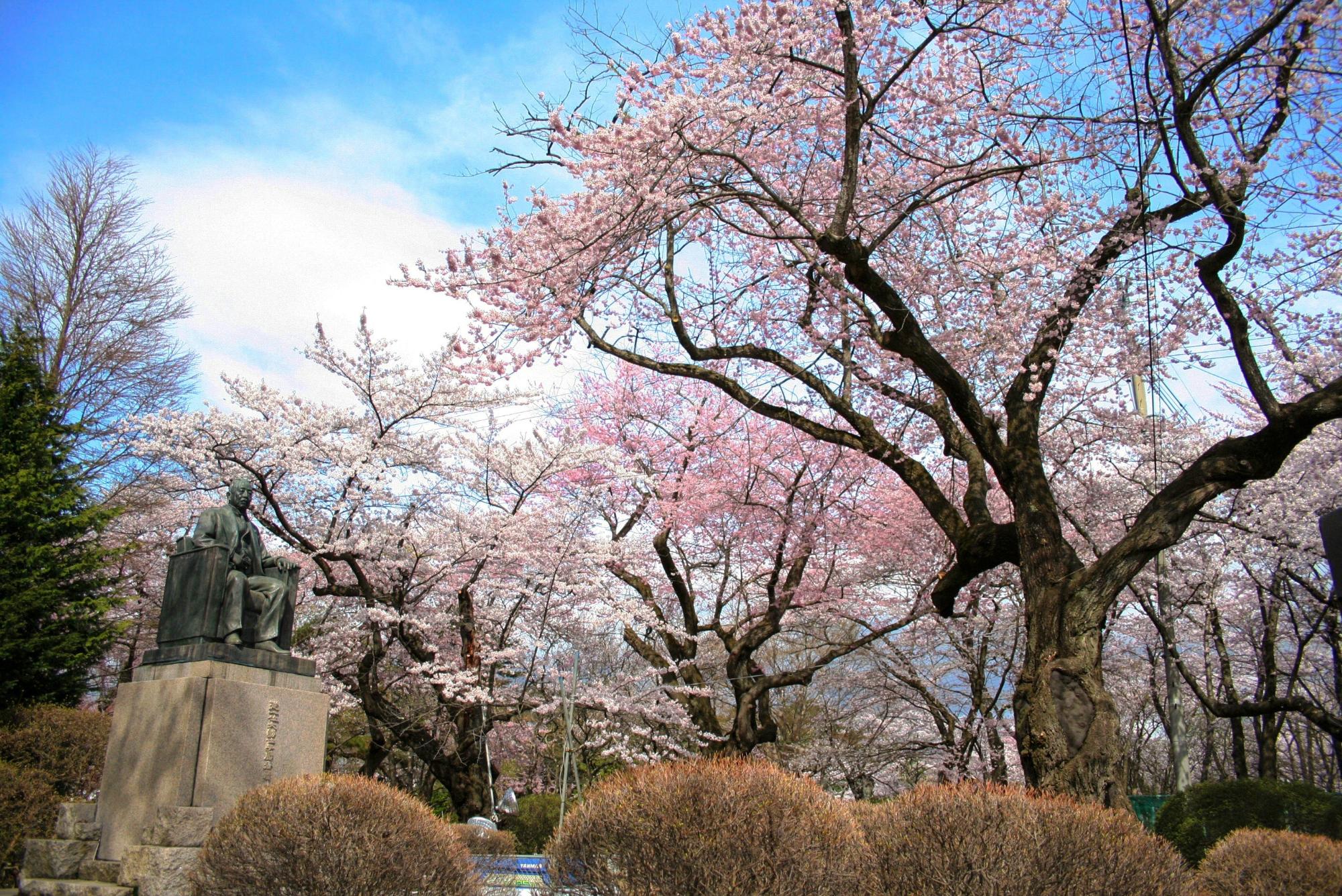 水沢公園の桜の様子