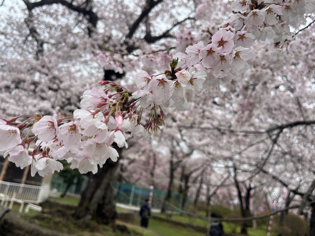 水沢公園の桜の様子