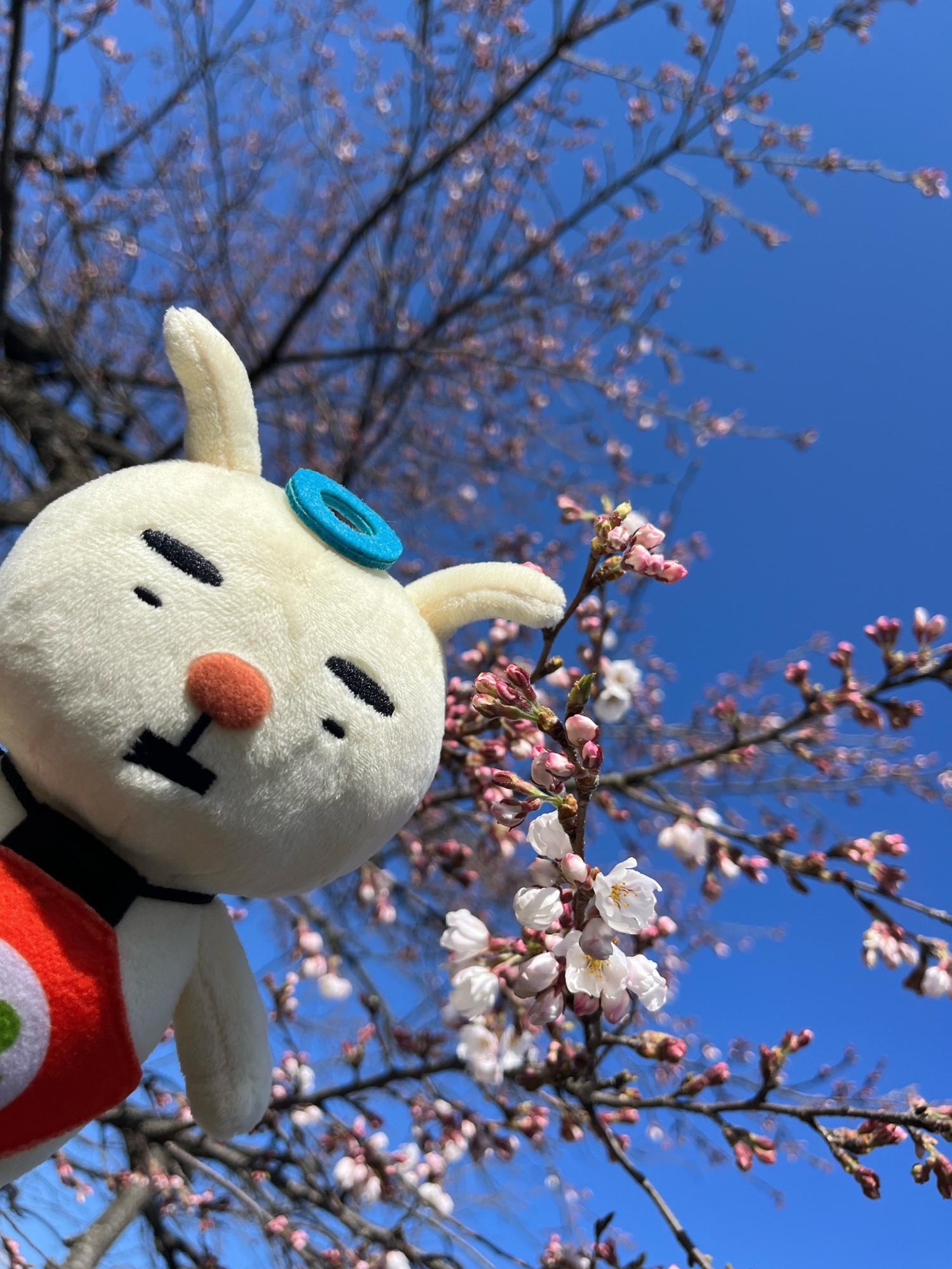 水沢公園の桜の様子