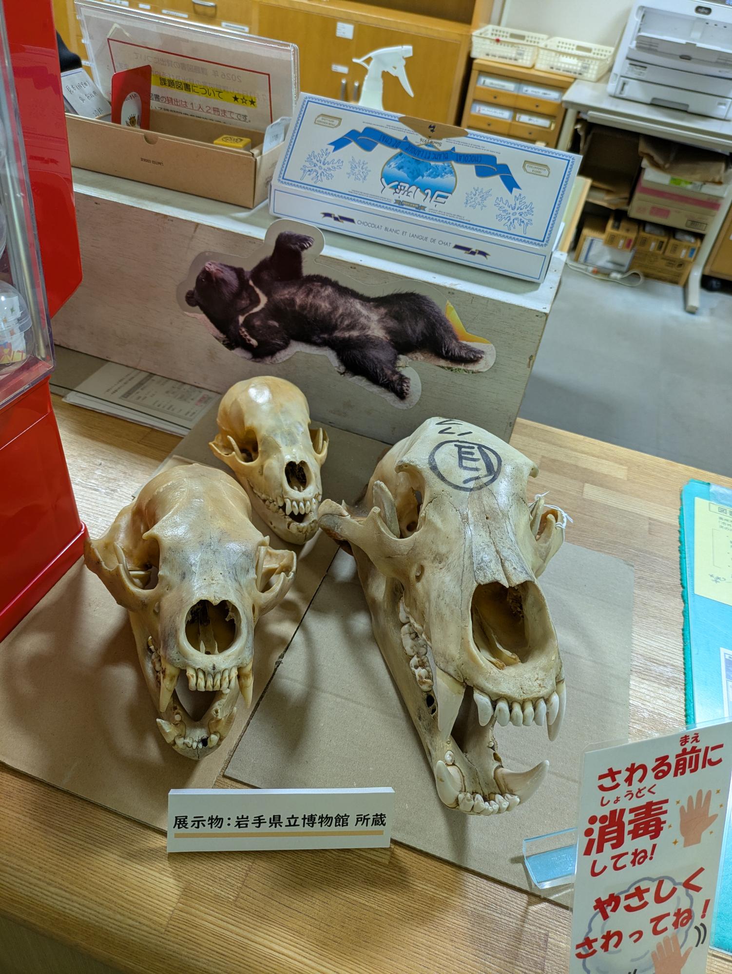 クマ展期間限定追加 頭骨