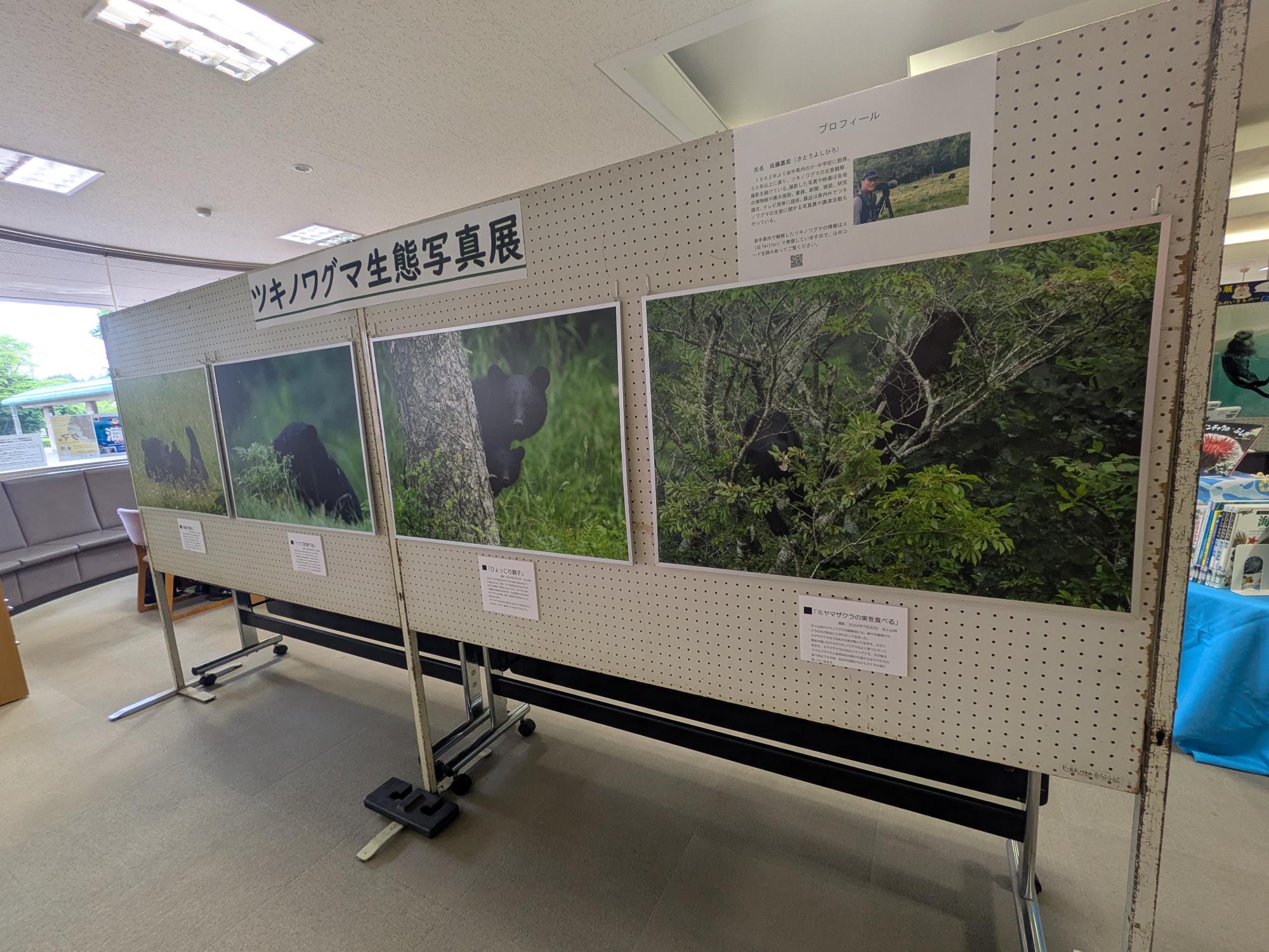 胆沢図書館開館35周年特別企画「クマ展~夏篇~クマ博士になろう」ツキノワグマ生態写真展