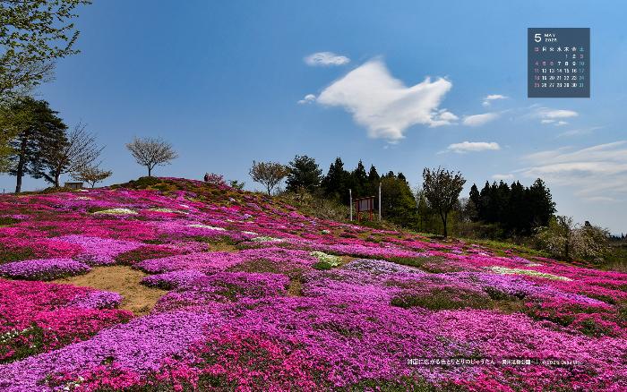 右上に令和7年5月のカレンダー、斜面に広がる芝桜を撮影した5月の壁紙カレンダーの写真
