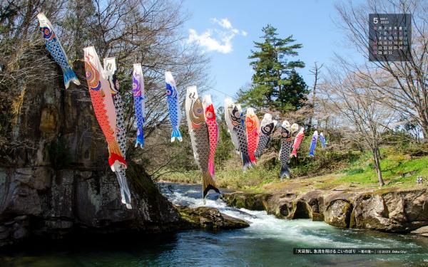 右上に令和5年5月のカレンダー、勢いよく流れる水流の上を横切るようにたくさんのこいのぼりが飾られている菊の滝を写した5月の壁紙カレンダー写真