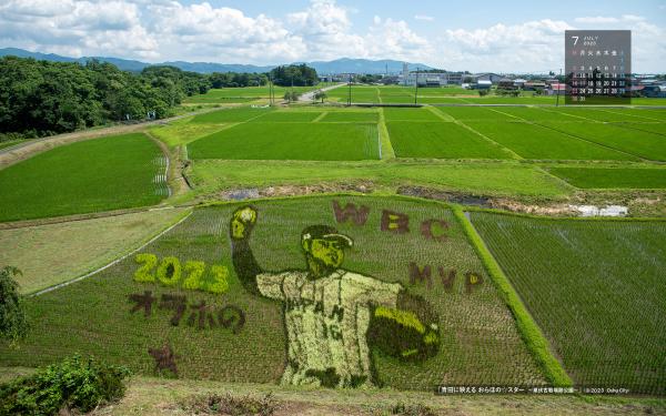 右上に令和5年7月のカレンダー、青空の下、一面に広がる田んぼの一角に植物の色合いの濃淡を使って描かれた「2023 WBC MVP オラホのスター」の文字と、大谷翔平選手の投球する姿のイラストを高いところから写した7月の壁紙カレンダーの写真