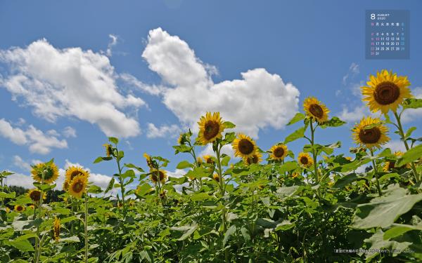 右上に令和2年8月のカレンダー、太陽のようなヒマワリの花が青空に向かい高々と咲いている8月の壁紙カレンダーの写真