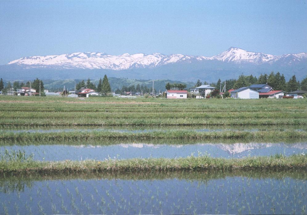 春の焼石連邦の写真