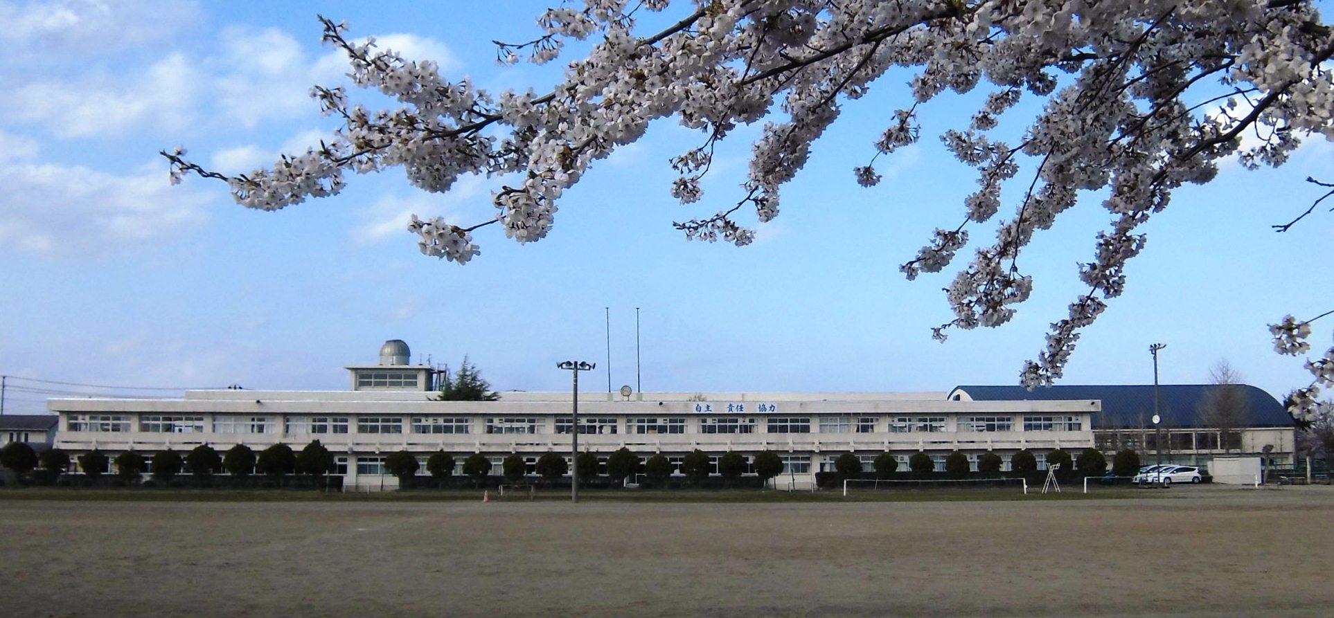 手前には、満開の桜があり、広い運動場の奥には等間隔に植えられた植木と白い2階建ての水沢中学校外観写真