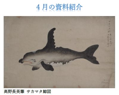 4月の資料紹介 右下に高野長英のサインが書かれ、墨で描いたサカマタ鯨図