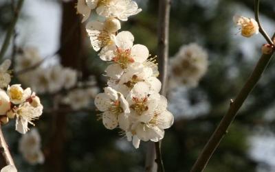 2024年12月記念館及び周辺の草木 その2