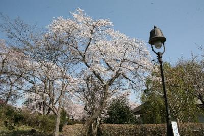 2025年4月記念館及び周辺の草木 その2