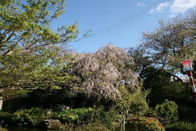 2025年5月記念館及び周辺の草木