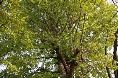 2025年11月記念館及び周辺の草木