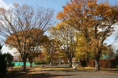 2025年11月記念館及び周辺の草木 その2