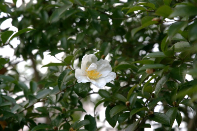 2025年12月記念館及び周辺の草木