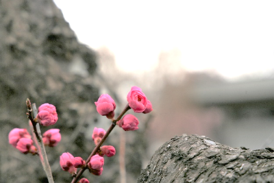 2025年12月記念館及び周辺の草木 その2