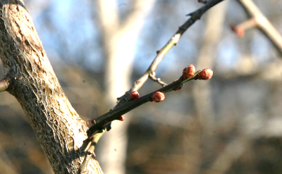 2026年2月記念館及び周辺の草木 その2
