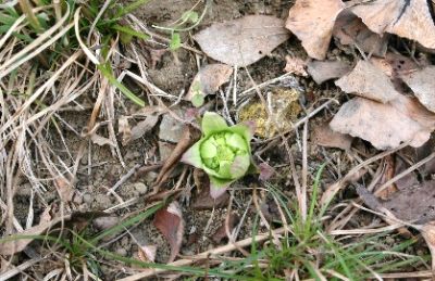 2026年3月記念館及び周辺の草木