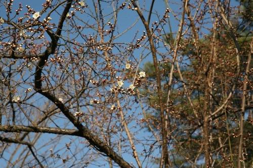 2026年3月記念館及び周辺の草木 その2