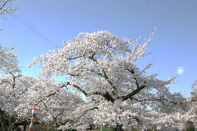 2026年4月記念館及び周辺の草木 その2