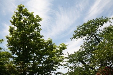 2026年5月記念館及び周辺の草木 その2