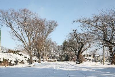 2026年1月記念館及び周辺の草木 その2