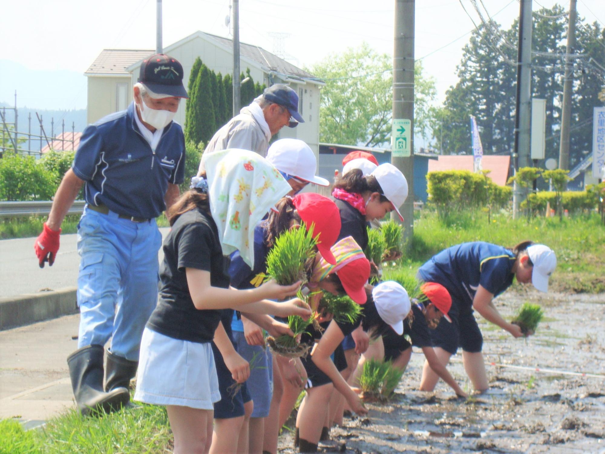 田植え指導をするボランティア