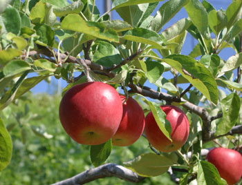 太陽の光が降り注ぐ中、黄緑の葉と枝に熟した赤い大きなリンゴを下から見上げるように写した写真