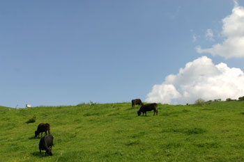 緑の草原の上で4頭の茶色い毛色の牛が草を食べており、空には大きな入道雲が見える阿原山高原の写真