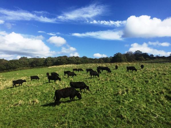 白い雲が浮かんだ青空の下、緩やかな傾斜の高原に放牧された牛の群れが、草原で草を食べている写真