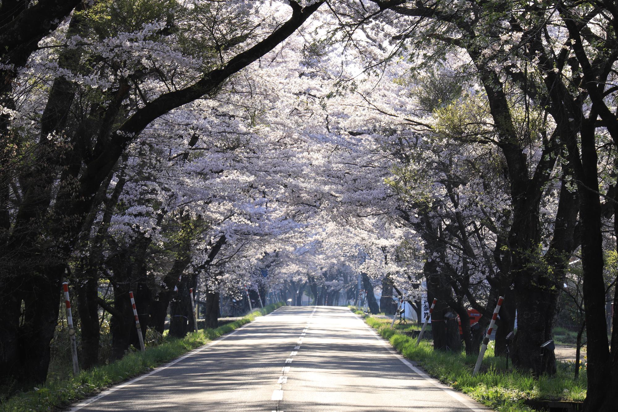 令和6年度いさわ水の郷さくらまつりフォトコンテスト最優秀賞 「水仙と桜の景観」及川文夫