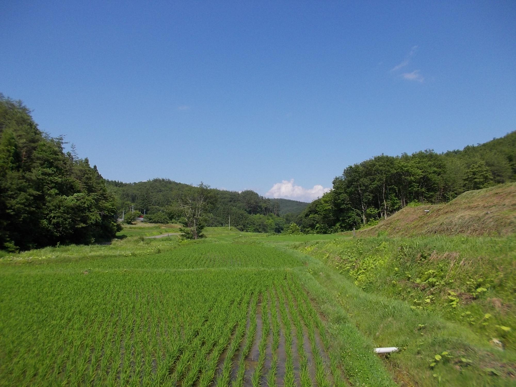 衣川地域の田園風景
