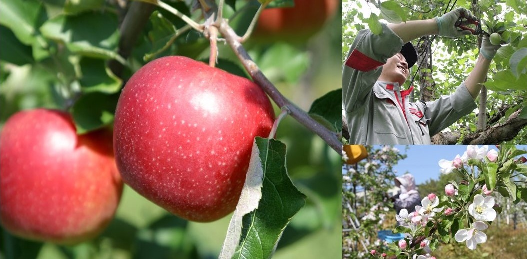 りんご園の写真