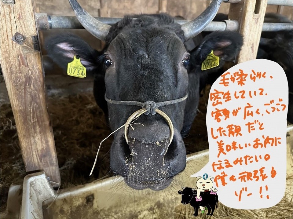 前沢牛