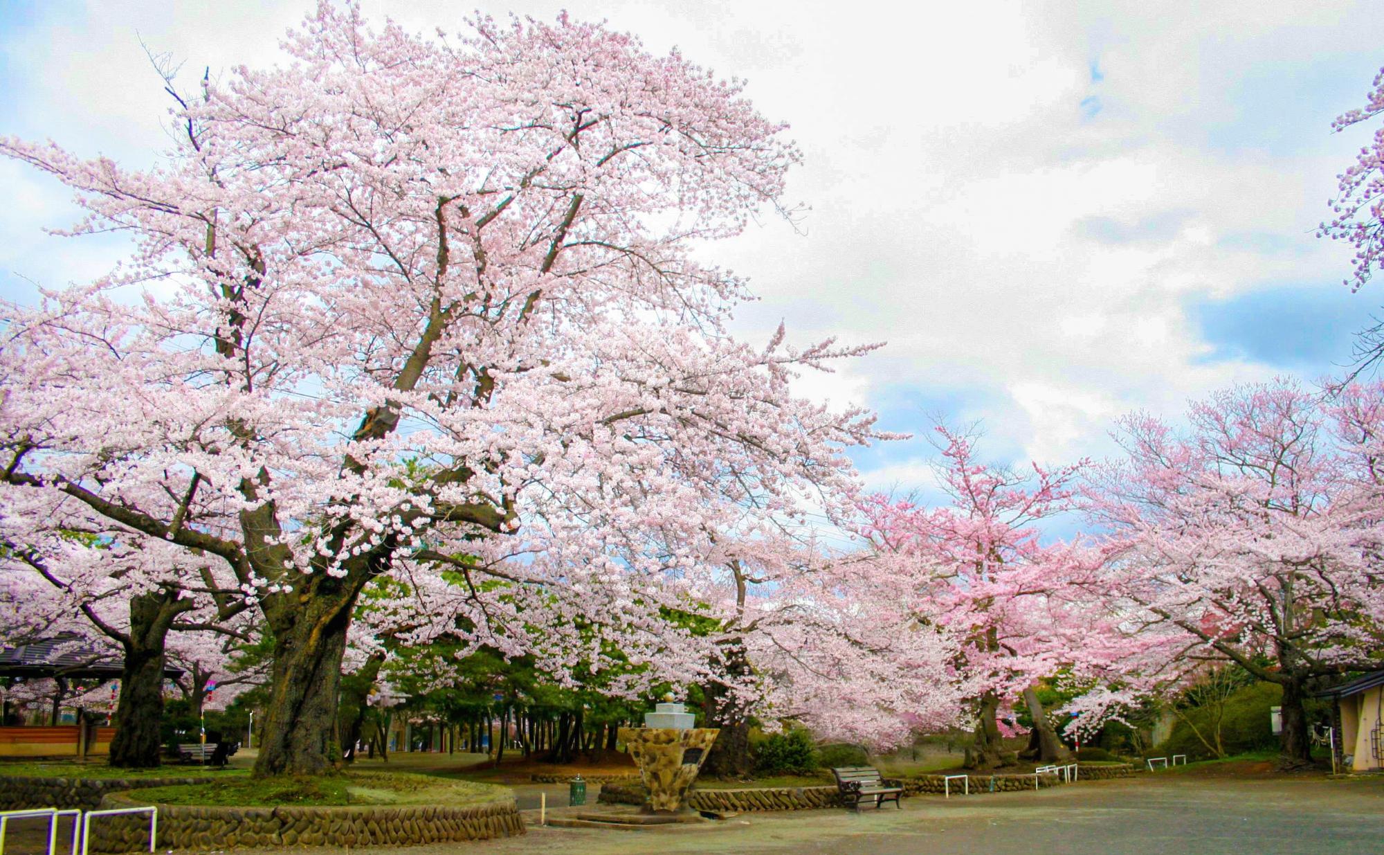 水沢公園の桜の様子