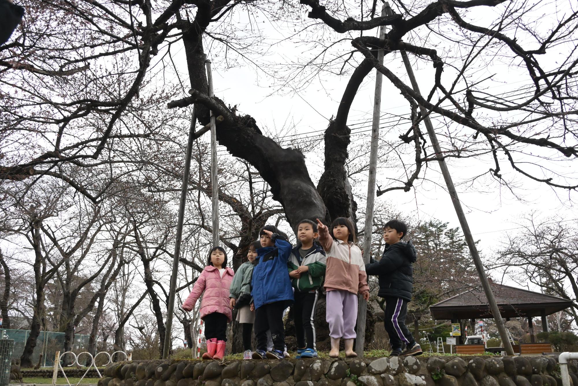 桜の開花宣言の様子
