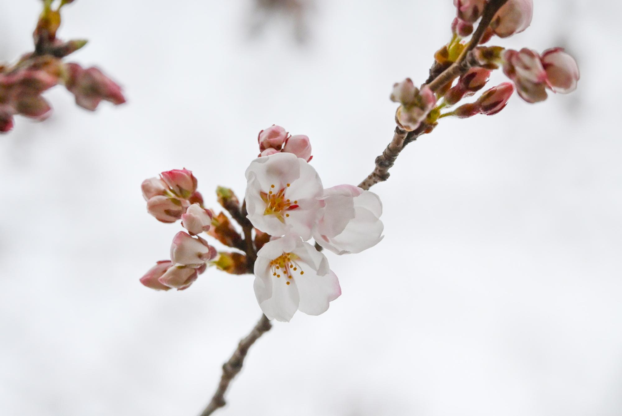 水沢公園の桜の様子