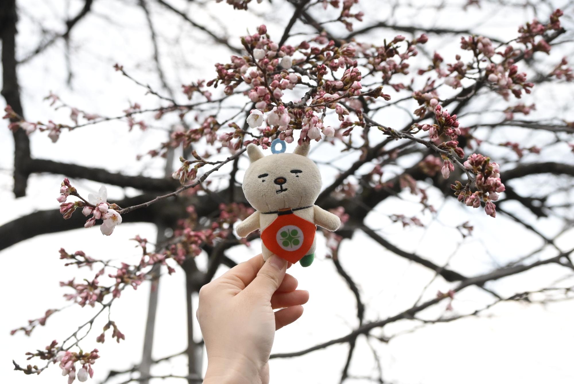 桜の開花宣言の様子