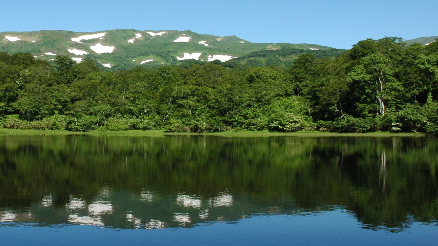 阿原山高原 澄んだ青空に赤と緑のツツジたち