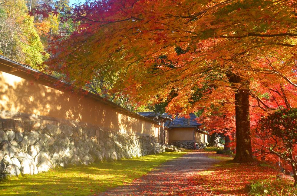 黒石寺秋の写真
