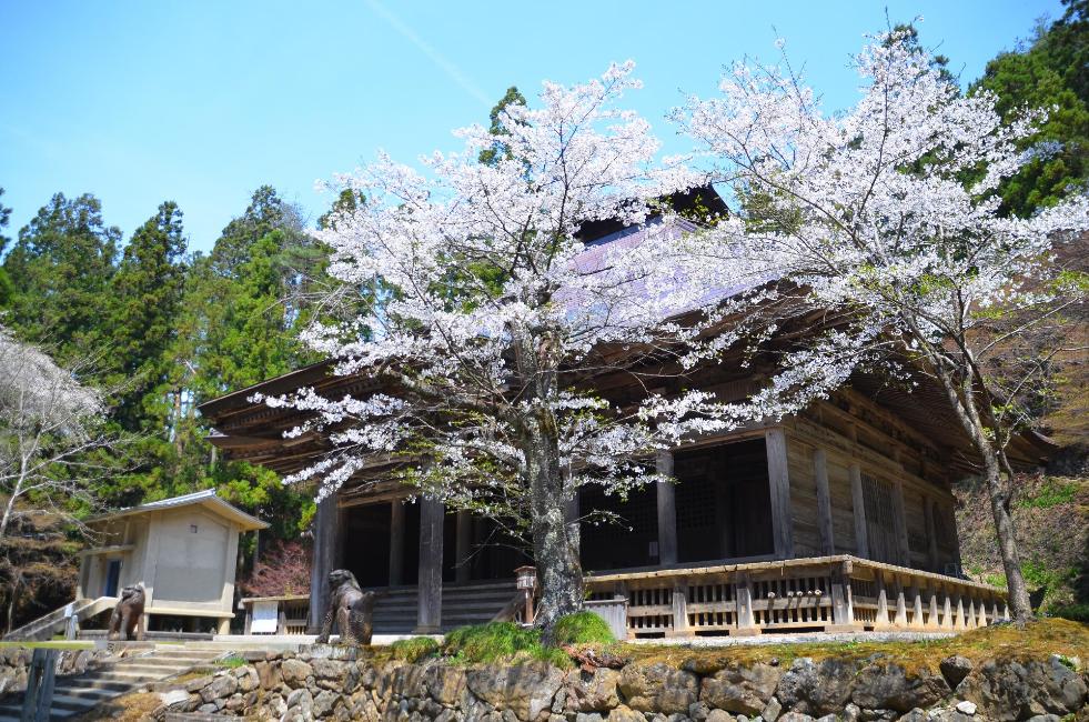 黒石寺桜