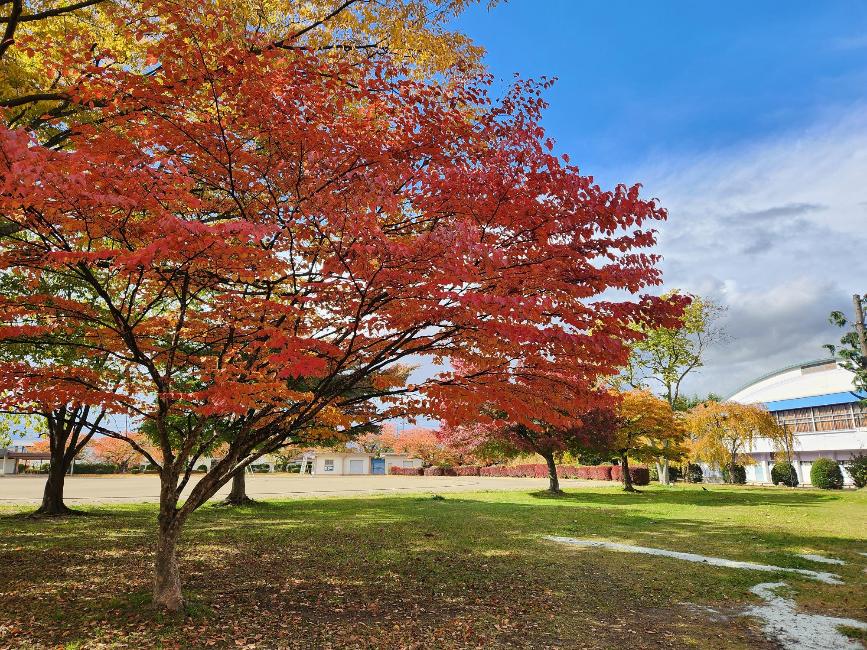 水沢公園紅葉画像