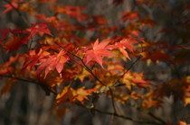 葉っぱが紅葉で赤く色づいたモミジの写真