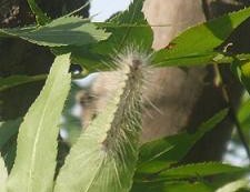 毛虫のような姿をしているアメリカシロヒトリの幼虫が葉についている写真