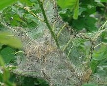 白いくもの巣状のアメリカシロヒトリの巣が枝葉で群生している写真