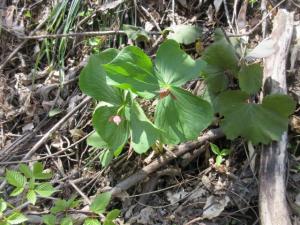 地面に落ちている小枝の間に生えている野草の写真