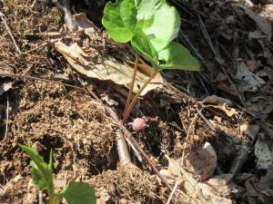 里山に生えている丸く大きな葉をつけた植物の写真