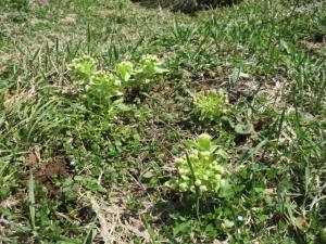 里山に自生している様々な野草や植物の写真