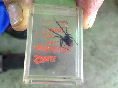 透明のケースの中に入ったセアカゴケグモの写真